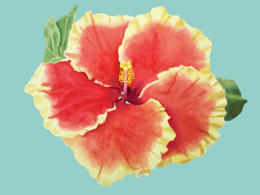 Chinese Hibiscus