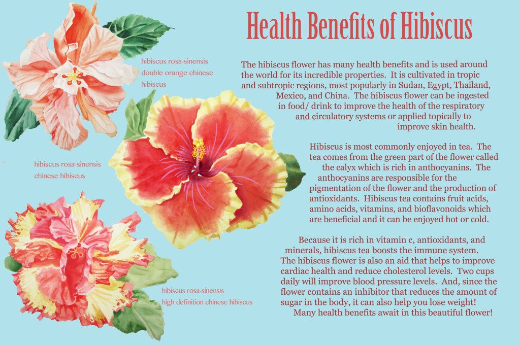 Signage that I have created that could go in a conservatory.  Focus was the hibiscus flower and its abundance of health benefits